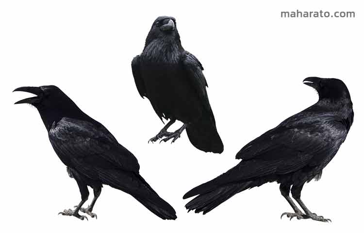 دانلود رایگان تصاویر رفرنس کلاغ ها – Crows And Ravens